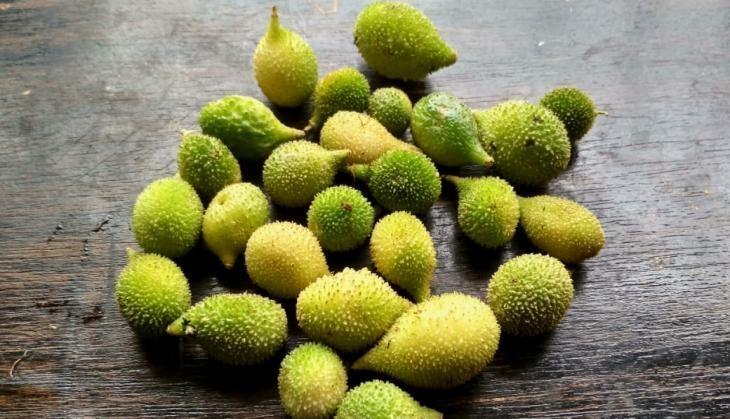 kantola