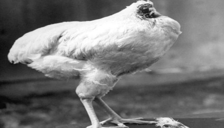 chicken