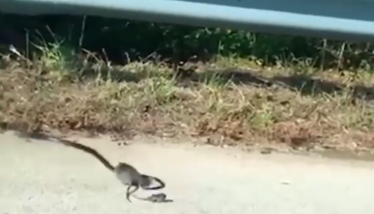 Viral Video
