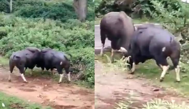 gaur fight