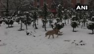 J-K: Residents, tourists rejoice season's 1st snowfall in plains of Kashmir Valley