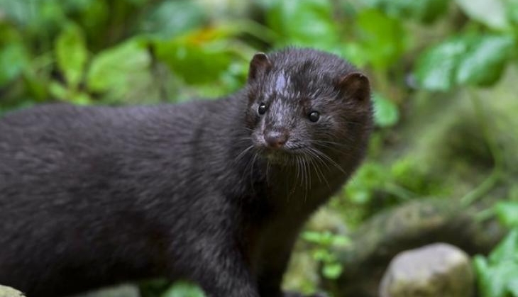 mink