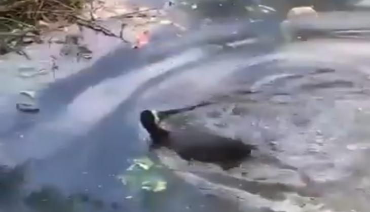 viral video