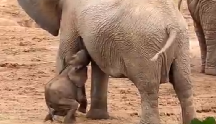 viral video