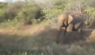 जगंल में पहुंचे इस शख्स का हाथी से हो गया सामना, वीडियो में देखें गजराज की एक घुड़की से कैसे लगाई दौड़