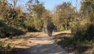 जंगल में गाड़ी खड़ी कर हाथी को देखना पर्यटकों को पड़ा भारी, वीडियो में देखें गुस्सा हुए गजराज तो कैसा किया हाल