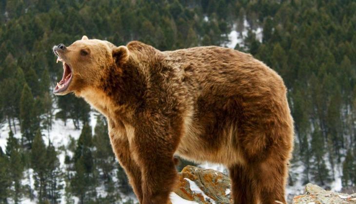 bear