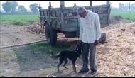 Madhya Pradesh: Farmer wills part of his property to pet dog