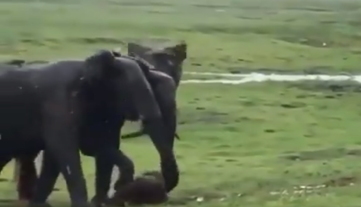 Elephant