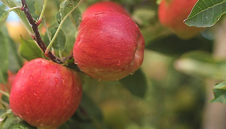 apple