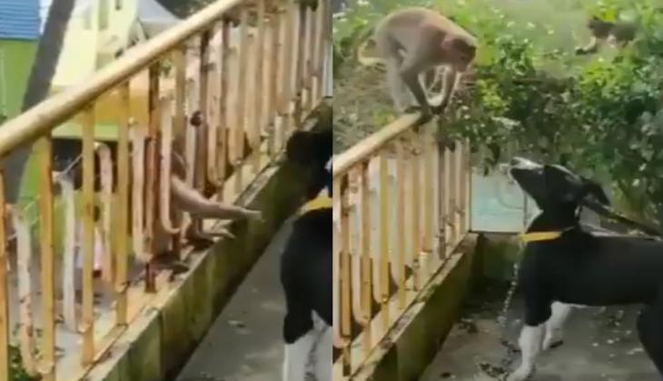 Monkey viral video