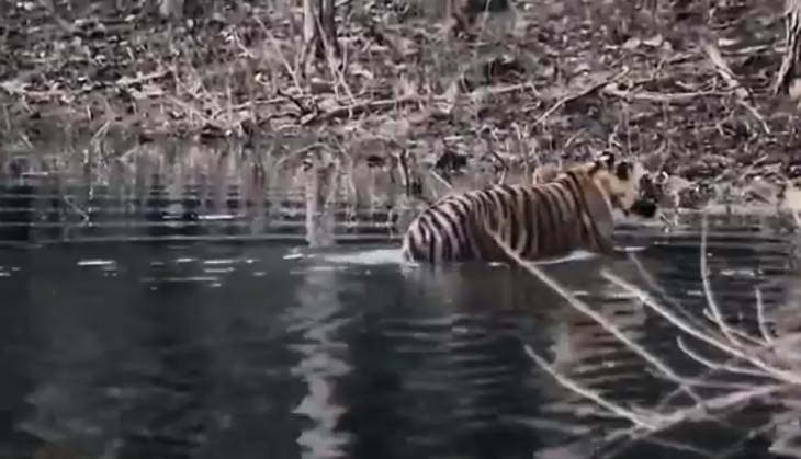 tiger