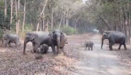 परिवार के साथ सड़क पर मस्ती करते दिखे हाथी के बच्चे, वीडियो में देखें कैसे दी मां-बाप ने कड़ी सुरक्षा