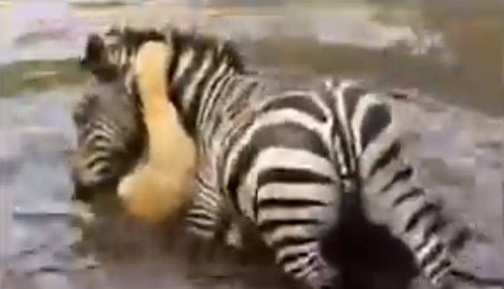 viral video