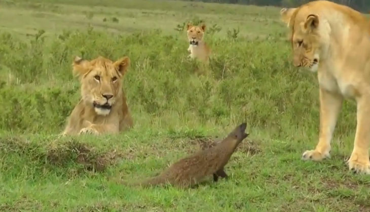 Lion