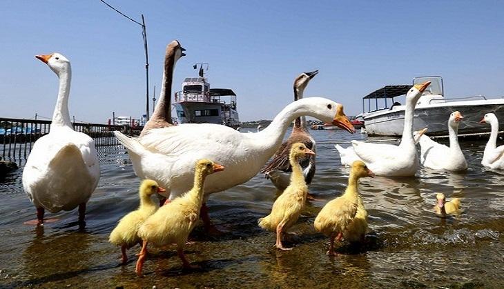birdflu
