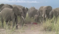 बच्चे के जन्म का जश्न मना रहे थे हाथी, वीडियो में देखें जब पता कि बच्चे की हो गई मौत तो हुआ क्या