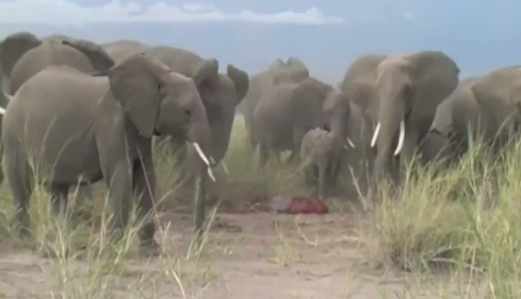 elephants