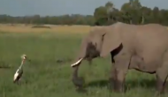 अपने बच्चों और घोंसले को बचाने के लिए हाथी के झुंड से भिड़ गया सारस, वीडियो में देखें जबरदस्त लड़ाई