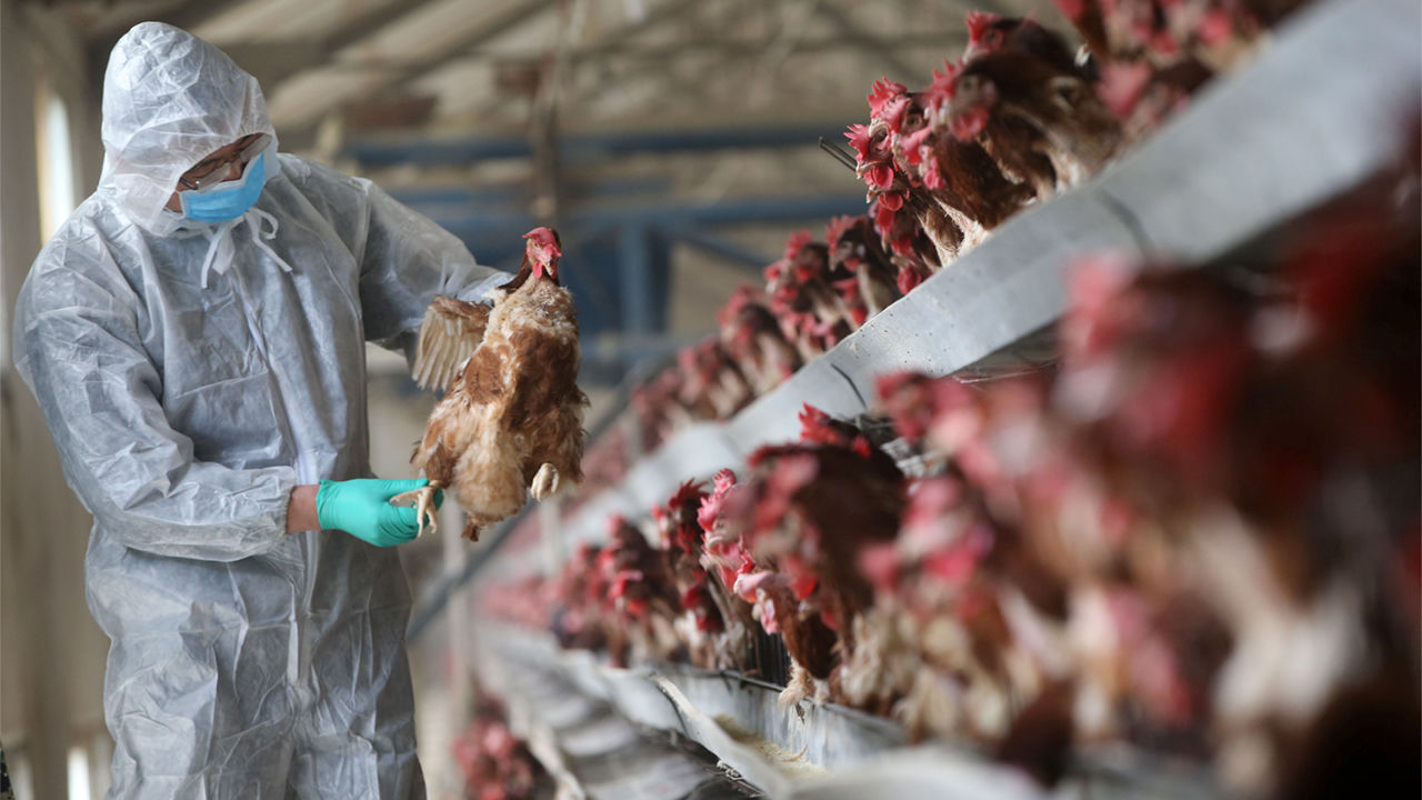 As bird mortality increases, more States step up vigil to curb spread of avian influenza