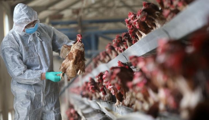bird flu