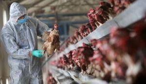 As bird mortality increases, more States step up vigil to curb spread of avian influenza