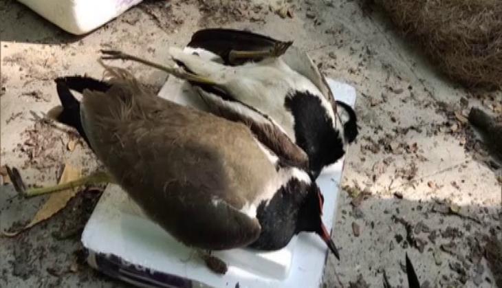 53 birds found lifeless on Kharo reservoir bank in Junagadh