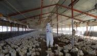 Bird flu: 45 chickens found dead in Maharashtra's Palghar