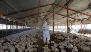 Bird Flu: 16,000 ducks culled in Kerala's Kottayam 