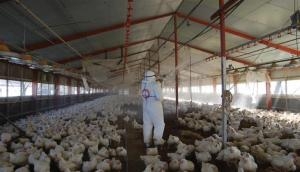 Bird Flu: 16,000 ducks culled in Kerala's Kottayam 