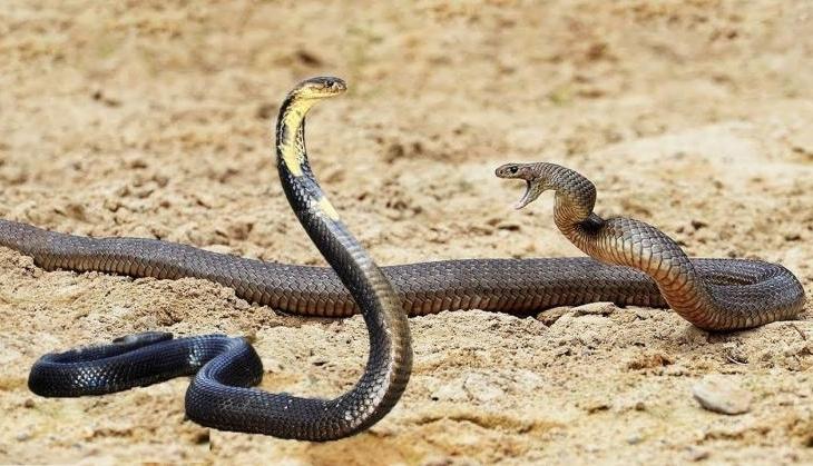 snake