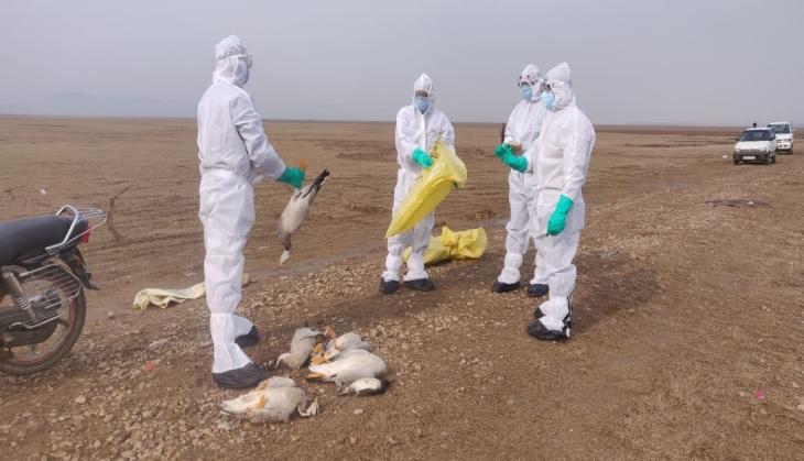 Bird Flu: 2,403 birds dead in Himachal, number likely to increase