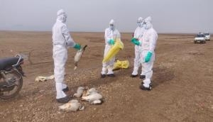 Bird Flu: 2,403 birds dead in Himachal, number likely to increase