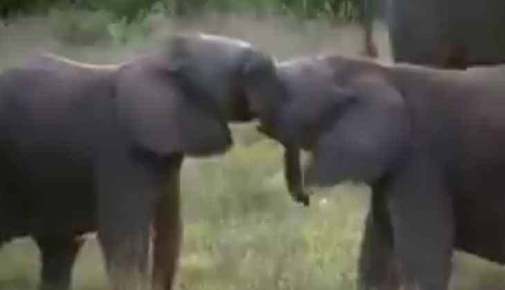 elephant