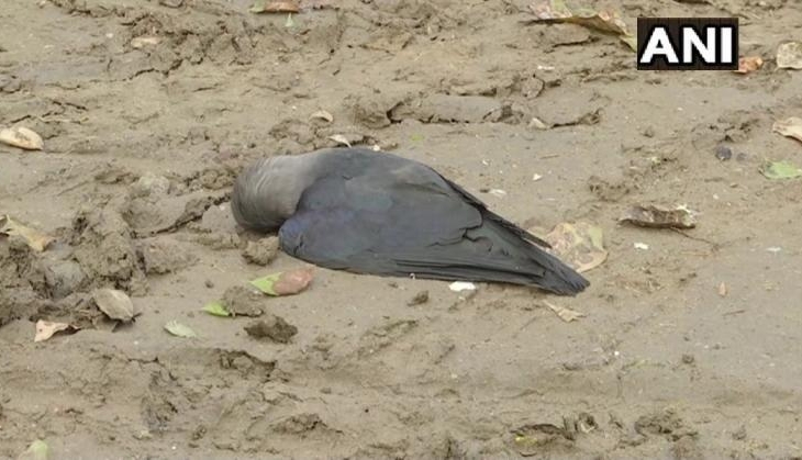 BIRD FLU