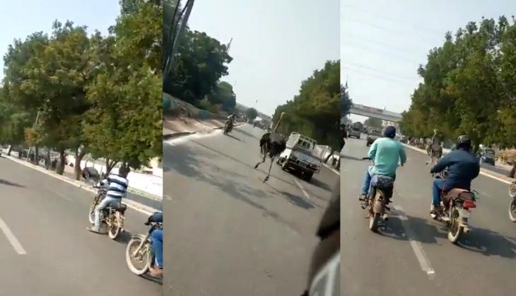 Ostrich
