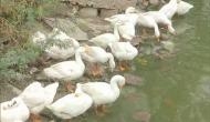 Tripura: No reports of bird flu, confirms state government