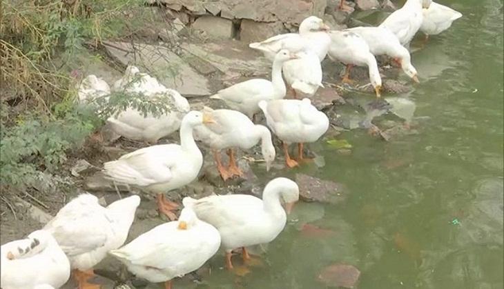 birdflu