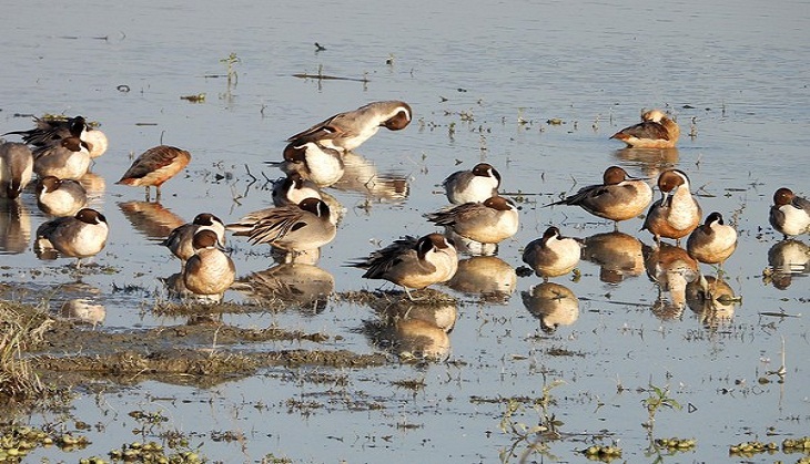 Bird Flu: Punjab declared 'controlled area', poultry from other states banned
