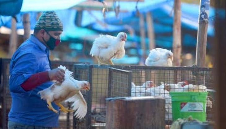 bird flu