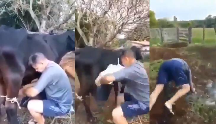 cow kick man