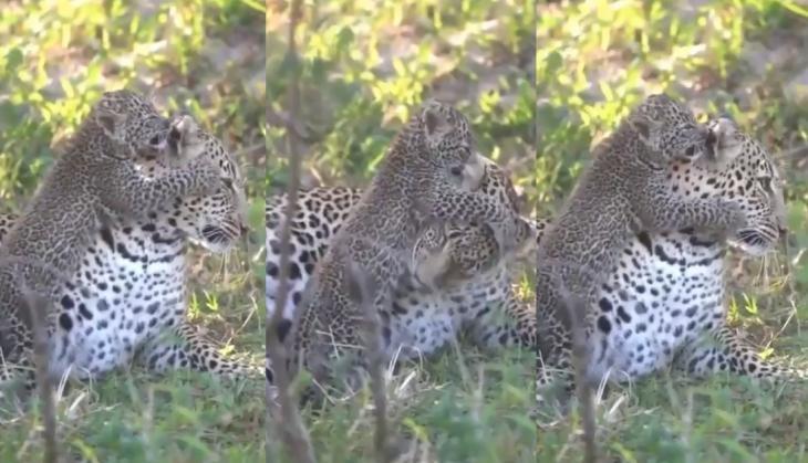 Leopard