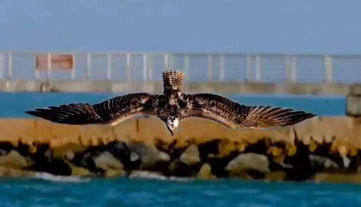 eagle