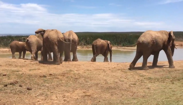 Elephant Video
