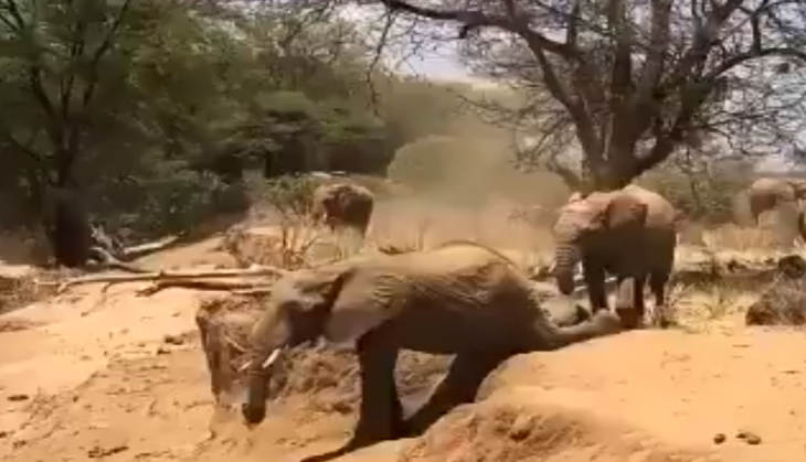 viral video
