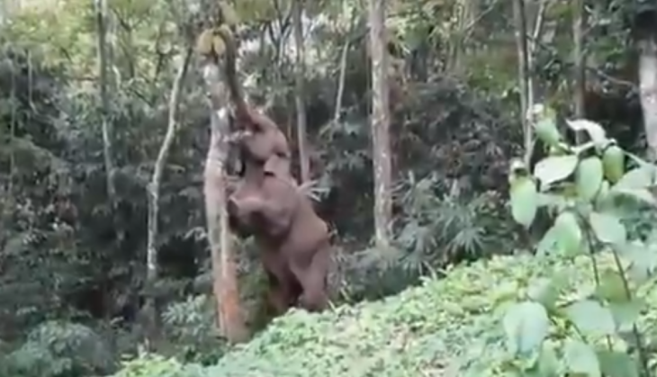 baby elephant