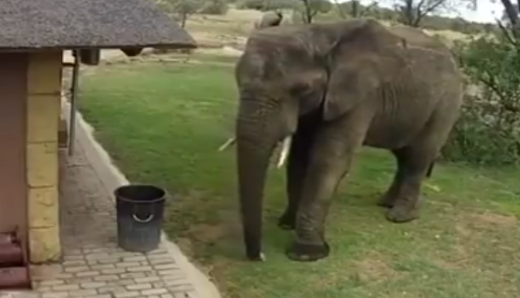 elephant