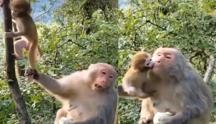 monkey
