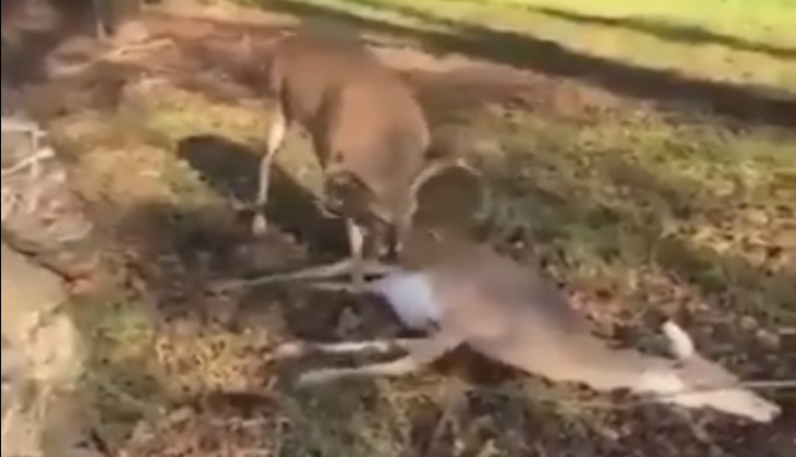 viral video