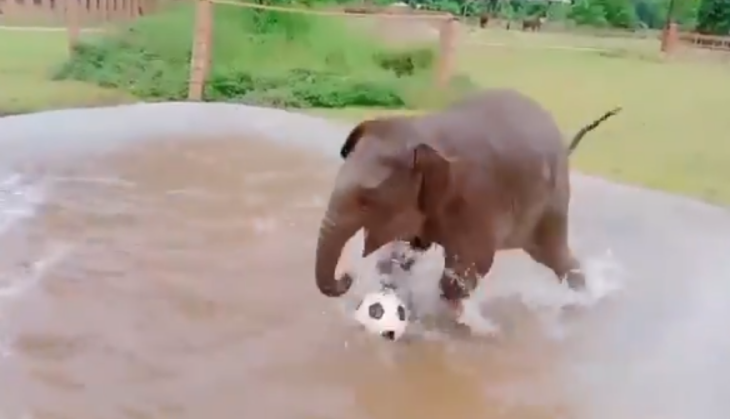 Baby Elephant
